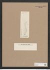 Navicula sp. (de-Toni-Nr.: Genus 1) Zeichnungen Sammlung Grunow Nr. 1571 (NHMW-BOT-W0368098)